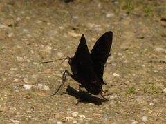Mictris crispus