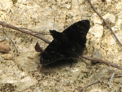 Mictris crispus