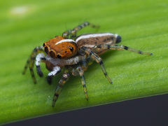 Maeota