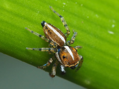 Maeota