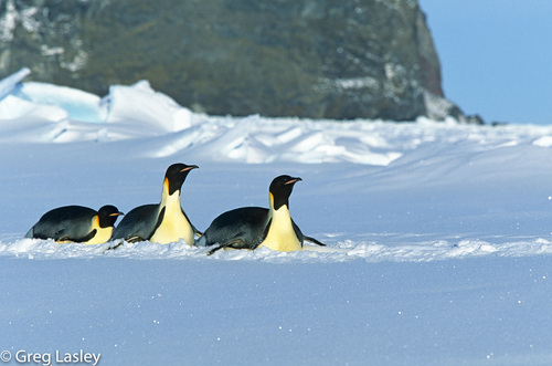 Emperor Penguin, photo 7 of 7