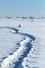 Aptenodytes forsteri