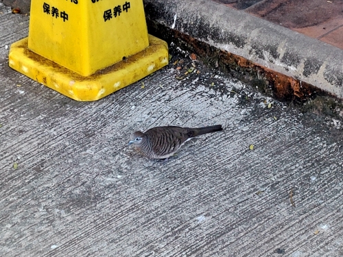 Zebra Dove