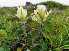 Castilleja pallida