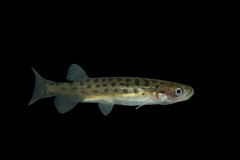 Golden Galaxias photo 2