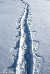 Aptenodytes forsteri