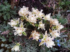 Castilleja pallida