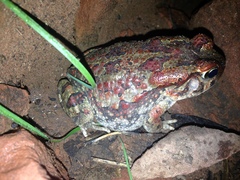 Sclerophrys poweri