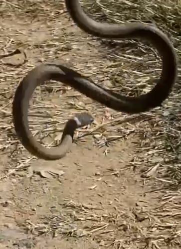 Mustard-bellied Snake sighting