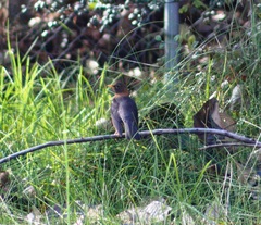 Turdus rufitorques