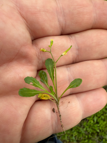 Diplotaxis viminea, 2025-12-13