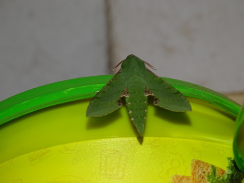 Small Verdant Hawkmoth