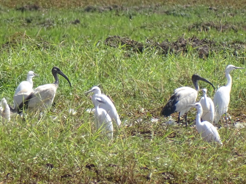 African Sacred Ibis