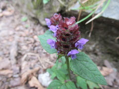 Prunella vulgaris