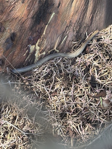 Eastern Brown Snake sighting