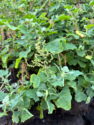 Chenopodium oahuense observed 2025-12-14