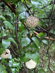 Cephalanthus natalensis