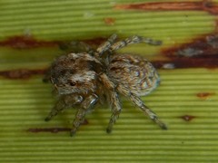 Maratus anomalus