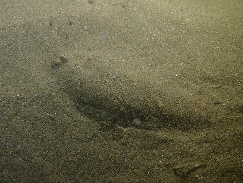 Solenette (Buglossidium luteum) — Soleidae — 4