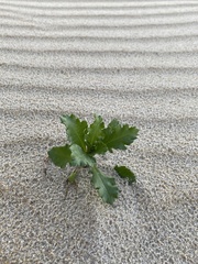 Cakile edentula harperi