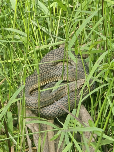 Highlands Copperhead sighting