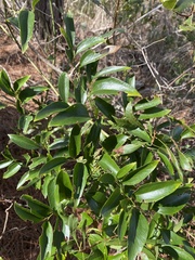 Smilax smallii
