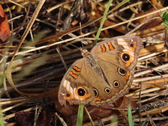 Junonia zonalis