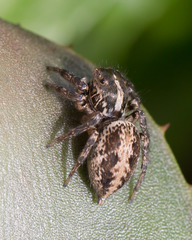 Salticidae