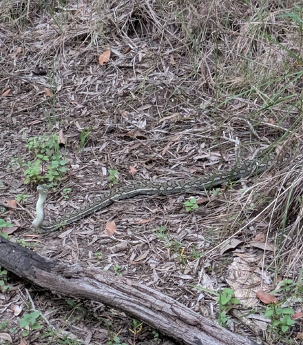 Coastal Carpet Python sighting