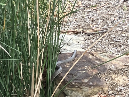 Eastern Brown Snake sighting