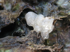Eudistoma