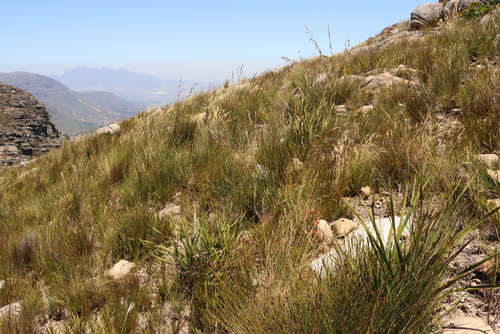 Tenaxia stricta, photograph 3