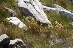 Tenaxia stricta, photograph (c) Tony Rebelo, some rights reserved (CC BY-SA)