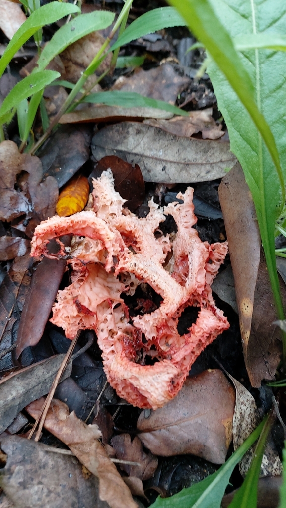 Clathrus ruber · December 2025 · photo: © emarchante (iNaturalist, cc-by)