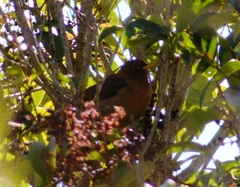 Turdus rufitorques