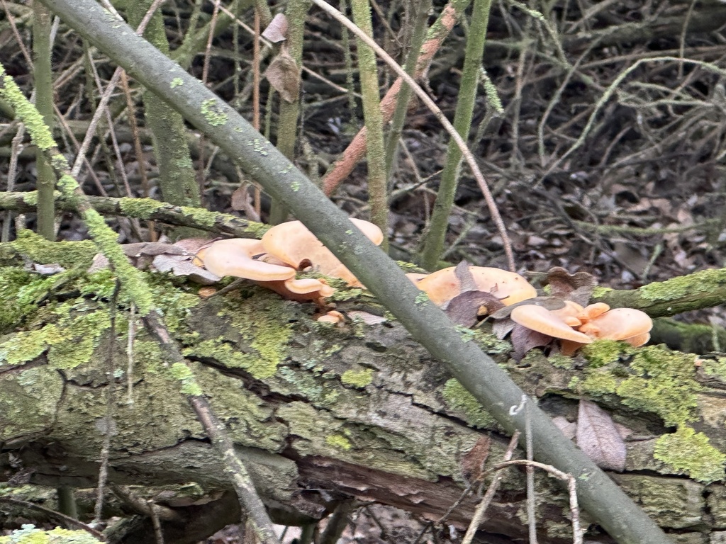 Phyllotopsis nidulans · December 2025 · photo: © ningningning (iNaturalist, cc-by)