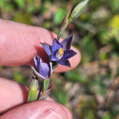 naked sun orchid (Thelymitra circumsepta)
