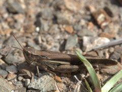 Aiolopus thalassinus dubius