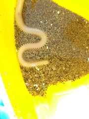 Phyllodocida