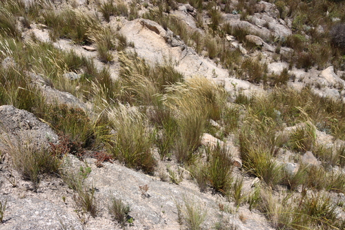 Cape Wire Grass (Tenaxia stricta)