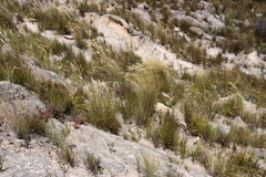 Tenaxia stricta