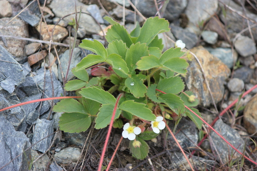 Fragaria virginiana Duchesne