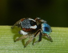Maratus anomalus