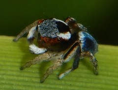 Maratus anomalus