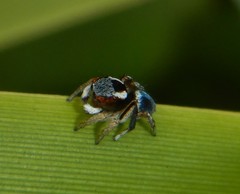 Maratus anomalus