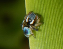 Maratus anomalus