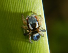 Maratus anomalus