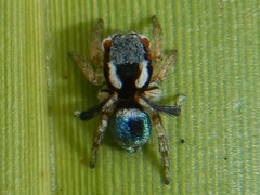 Maratus anomalus