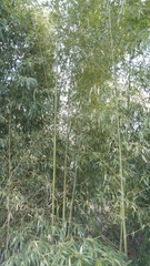 Phyllostachys bambusoides