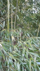 Phyllostachys bambusoides